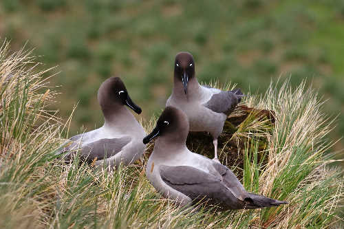 sooty albatross