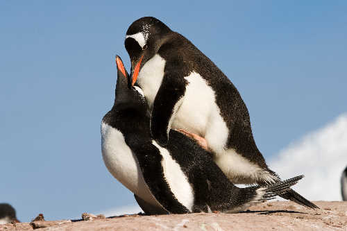 Mating Gentoo penguins at Port Lockroy, Antarctic Peninsula