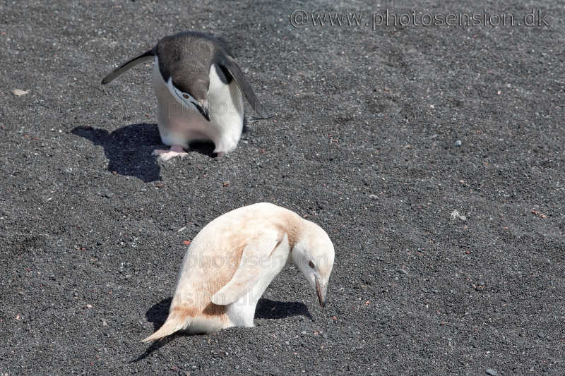 All-white (Leucistic) Chinstrap penguin